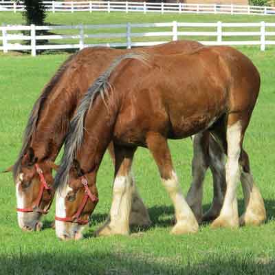 Horse Fencing